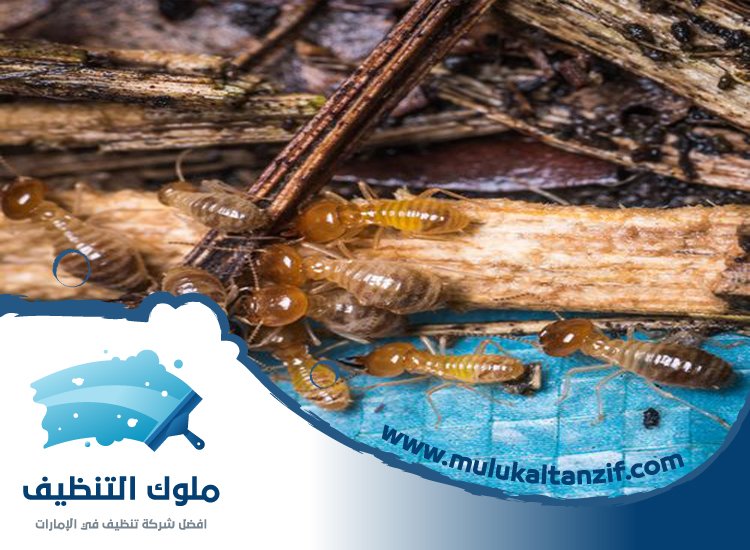 شركة مكافحة الرمة في الفصيل