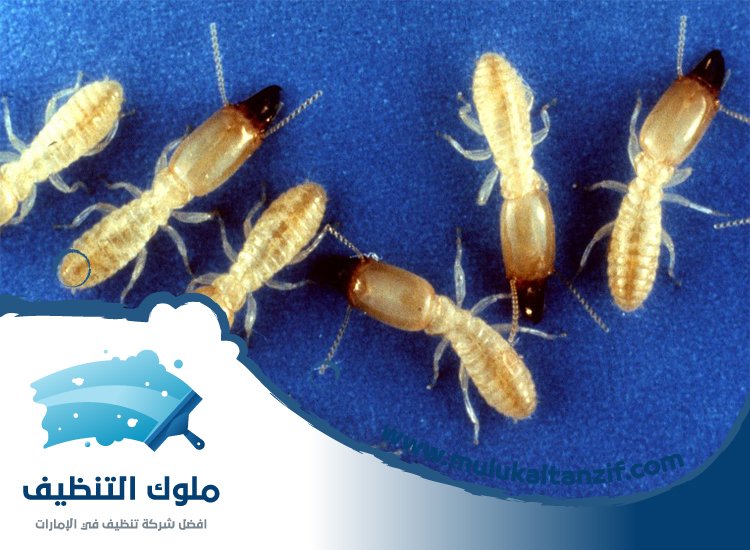 شركة مكافحة الرمة