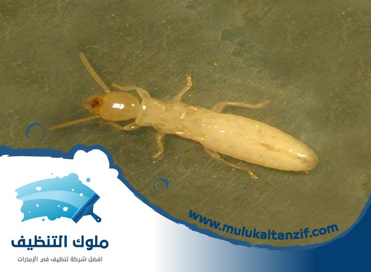 شركة مكافحة الرمة في التعاون