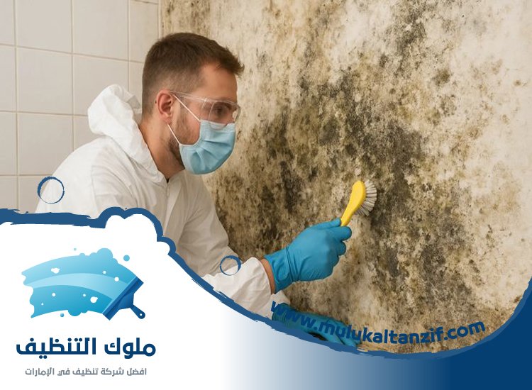 شركة تنظيف حوائط في الشارقة