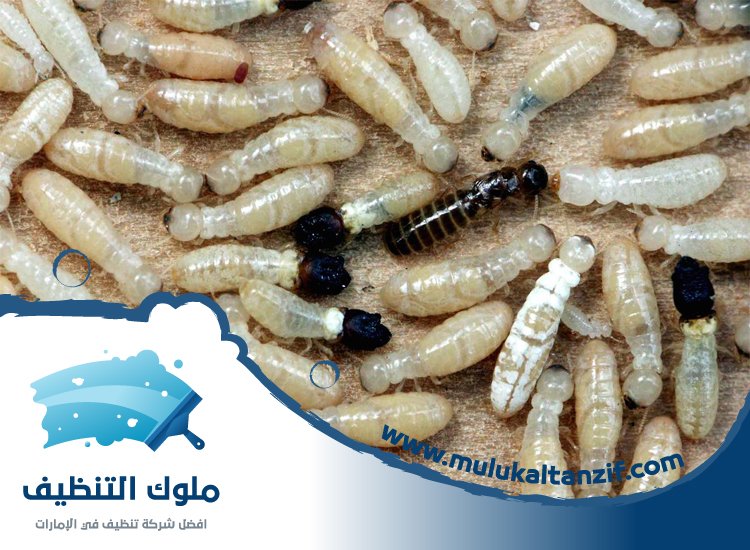 شركة مكافحة الرمة