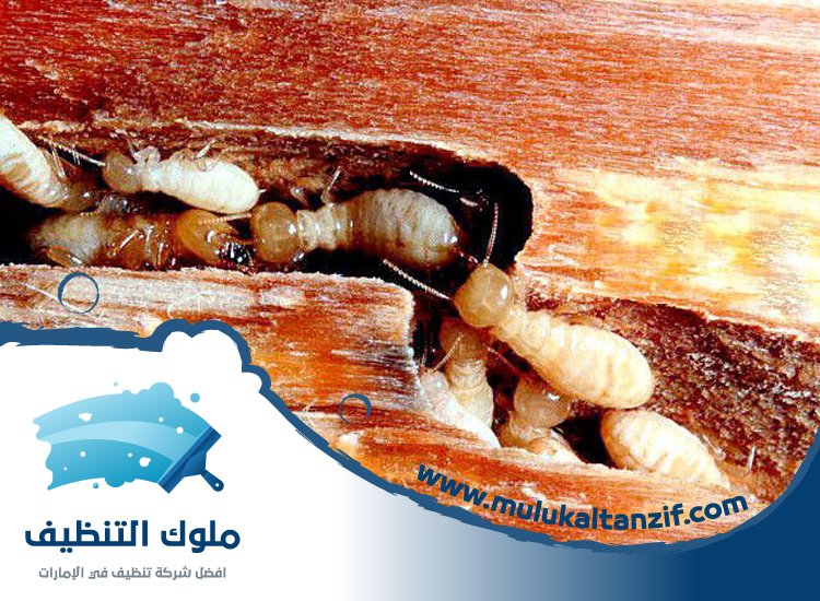 شركة مكافحة الرمة في المدام