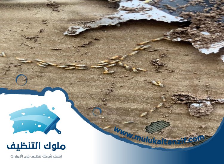 شركة مكافحة الرمة في المدام