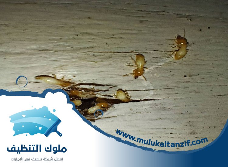 شركة مكافحة الرمة في مليحة