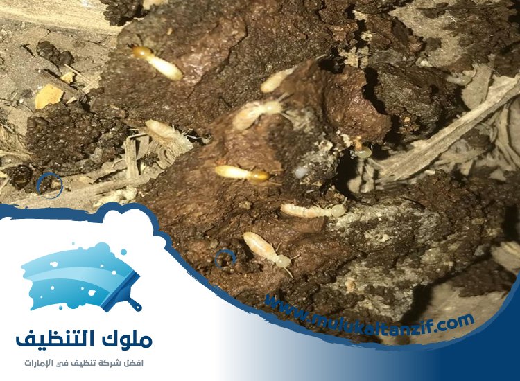 شركة مكافحة الرمة في المدام