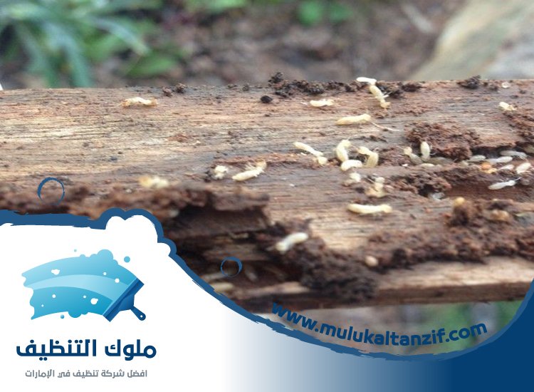 شركة مكافحة الرمة في التعاون