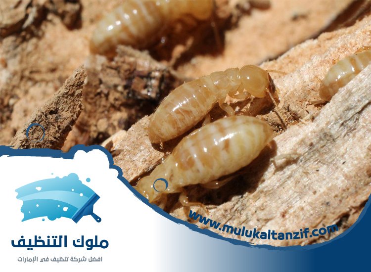 شركة مكافحة الرمة في الشهباء