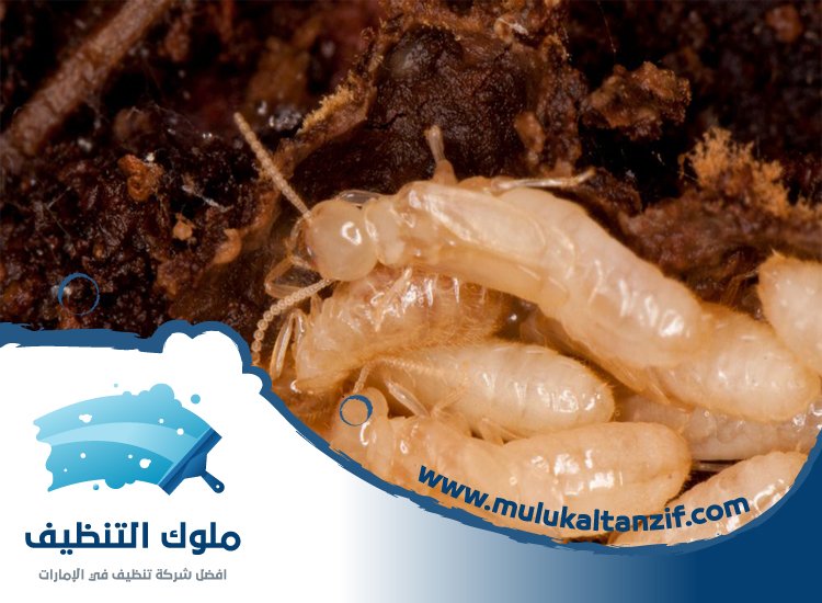 شركة مكافحة الرمة في الشهباء