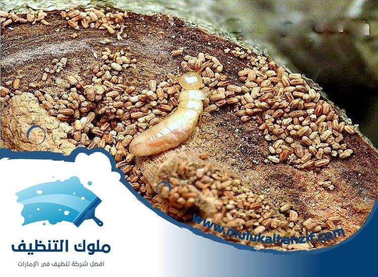 شركة مكافحة الرمة في مربح