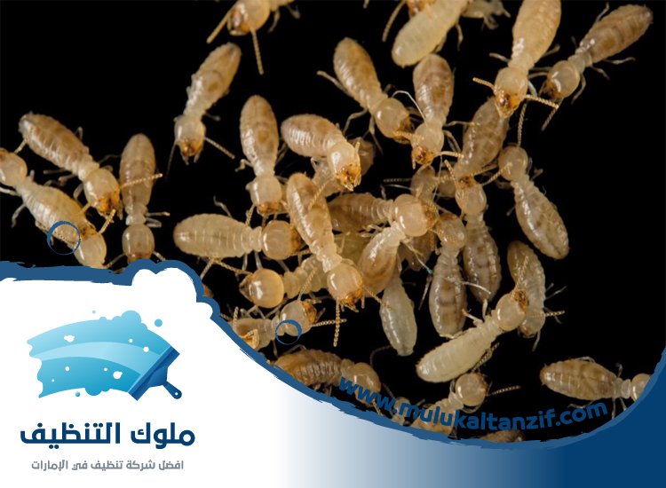 شركة مكافحة الرمة