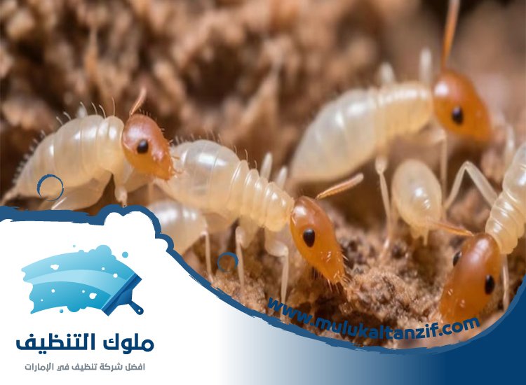 شركة مكافحة الرمة في الشهباء