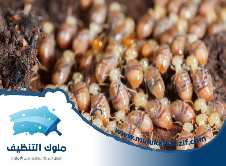 شركة مكافحة الرمة