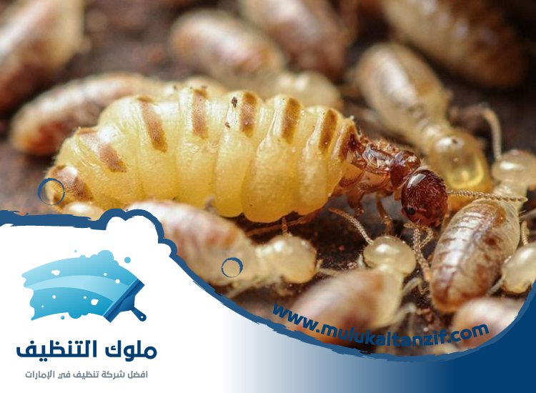 شركة مكافحة الرمة في ميسلون