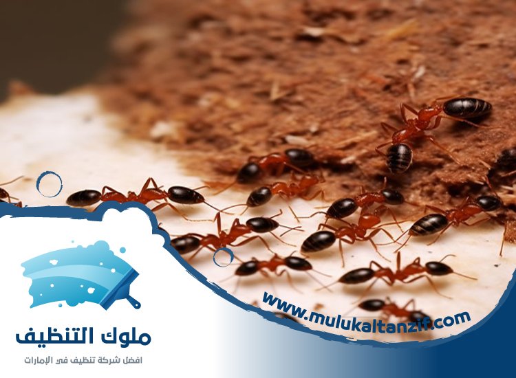 شركة مكافحة الرمة في خورفكان