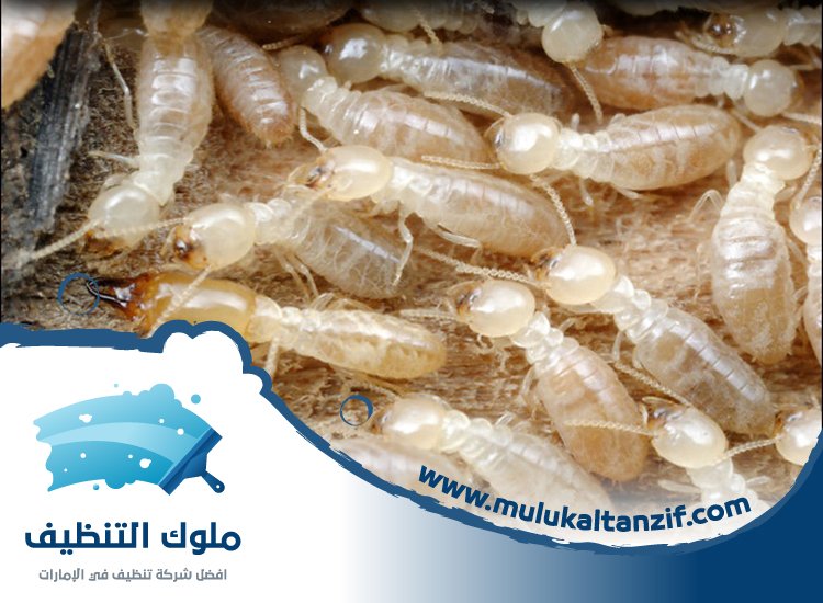 شركة مكافحة الرمة في ميسلون