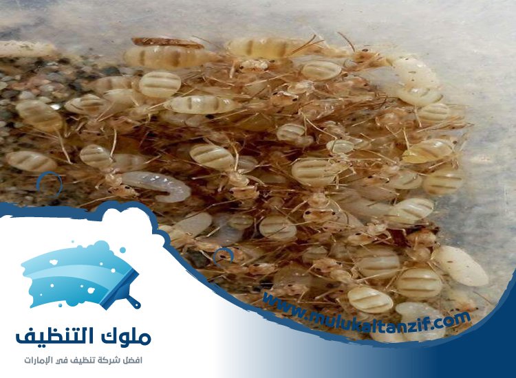 شركة مكافحة الرمة في خورفكان