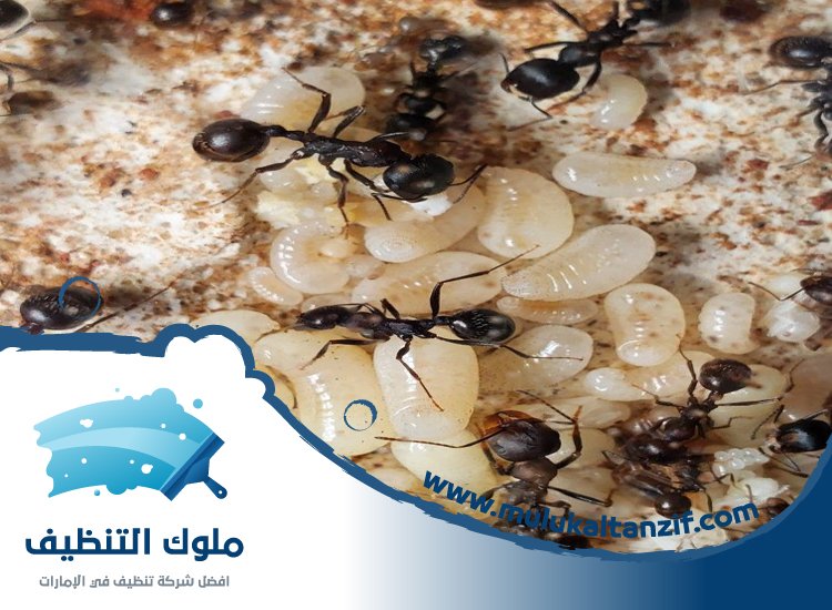 شركة مكافحة الرمة في ميسلون