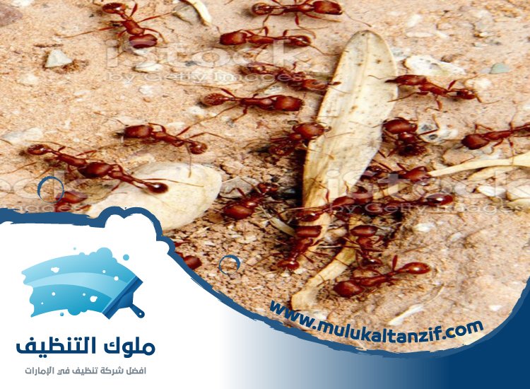 شركة مكافحة الرمة في خورفكان