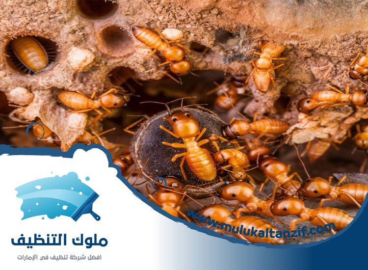شركة مكافحة الرمة في السيوح