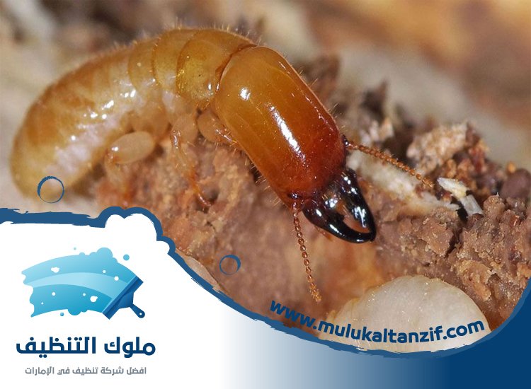 شركة مكافحة الرمة في الغرفة