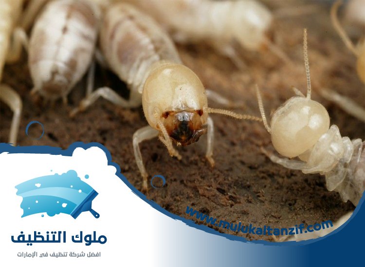 شركة مكافحة الرمة في السيوح