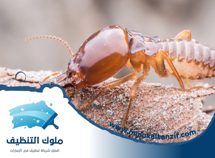 شركة مكافحة الرمة