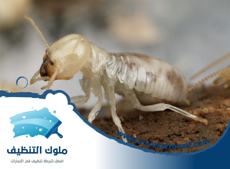 شركة مكافحة الرمة