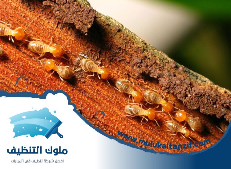 شركة مكافحة الرمة في السيوح