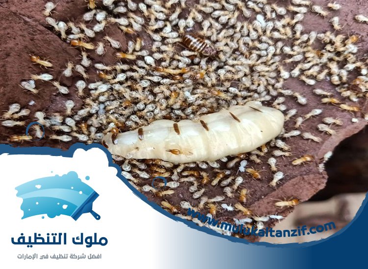 شركة مكافحة الرمة في السيوح