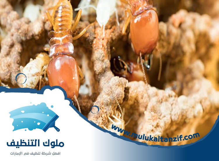 شركة مكافحة الرمة في كلباء