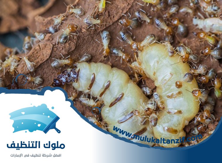 شركة مكافحة الرمة في الرحمانية