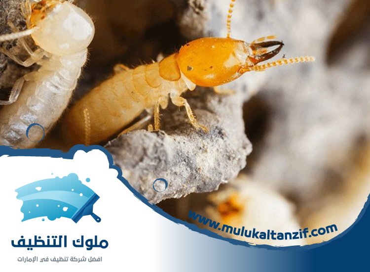 شركة مكافحة الرمة في كلباء