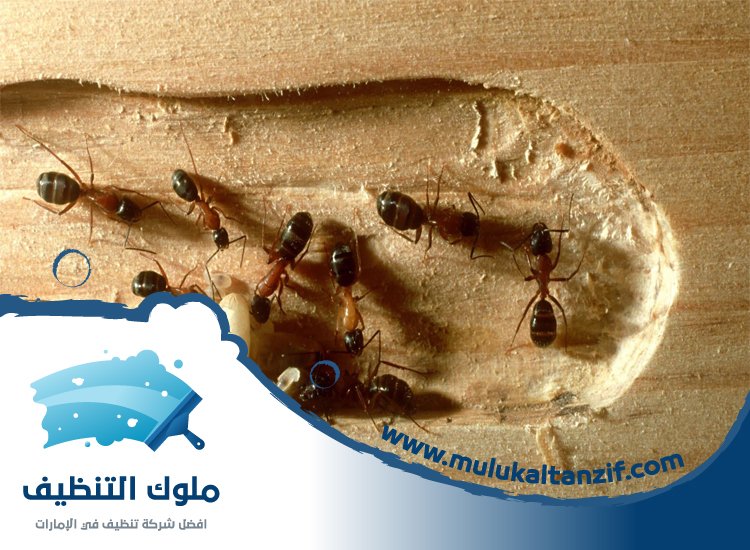 شركة مكافحة الرمة في الرحمانية