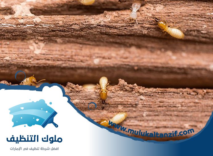 شركة مكافحة الرمة في الرحمانية