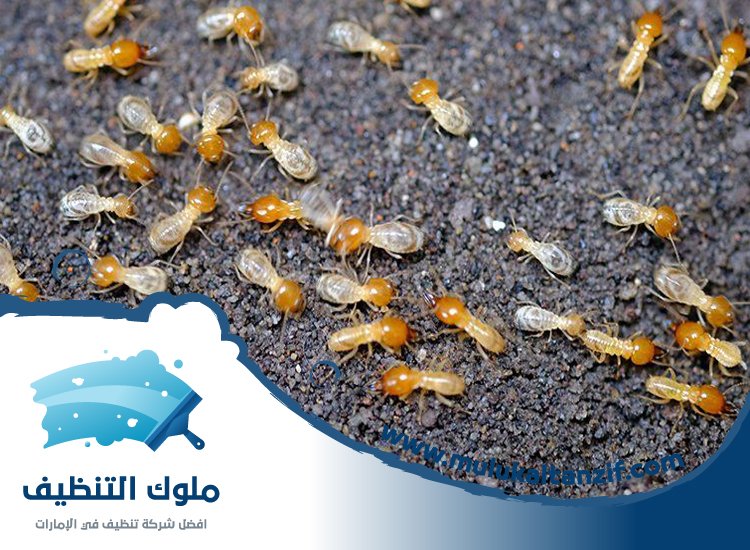 شركة مكافحة الرمة في الطلاع