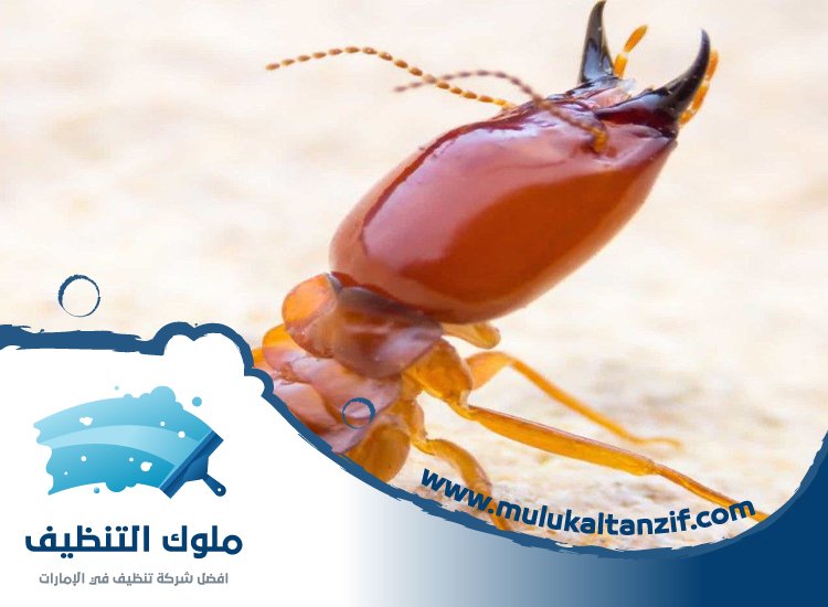 شركة مكافحة الرمة في الرملة