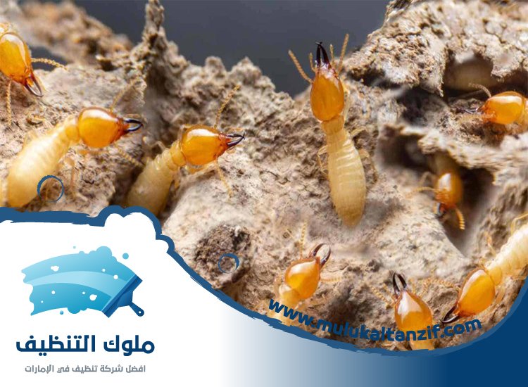 شركة مكافحة الرمة في الرحمانية