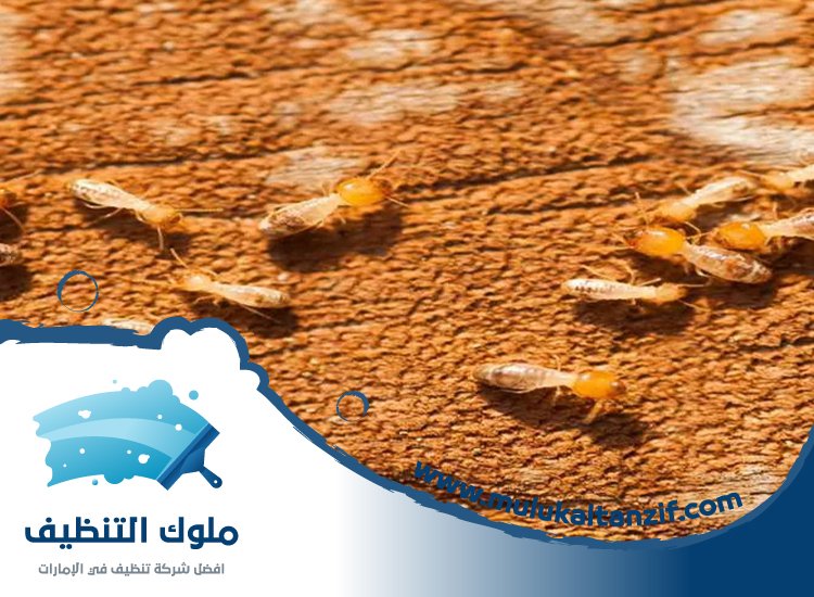 شركة مكافحة الرمة في الفصيل