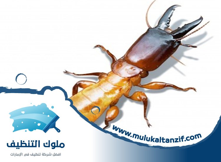 شركة مكافحة الرمة في الرملة