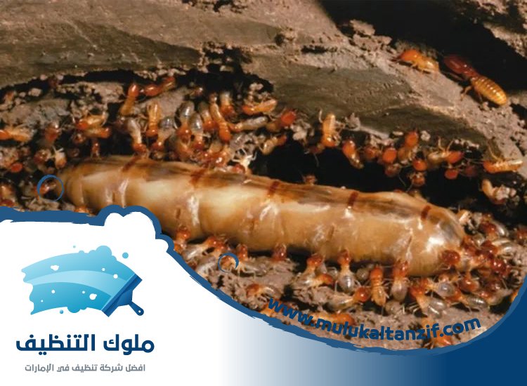 شركة مكافحة الرمة في الطلاع