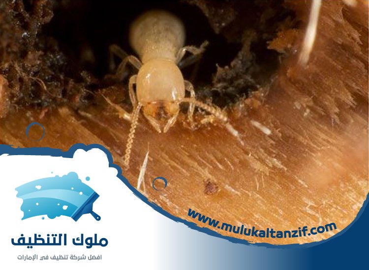 شركة مكافحة الرمة في الطلاع