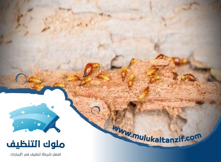 شركة مكافحة الرمة في الطلاع