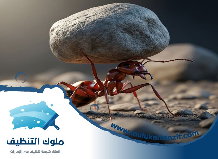 شركة مكافحة الرمة في أبو طينة