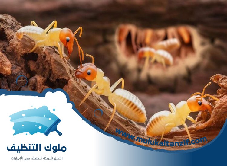 شركة مكافحة الرمة في أبو طينة