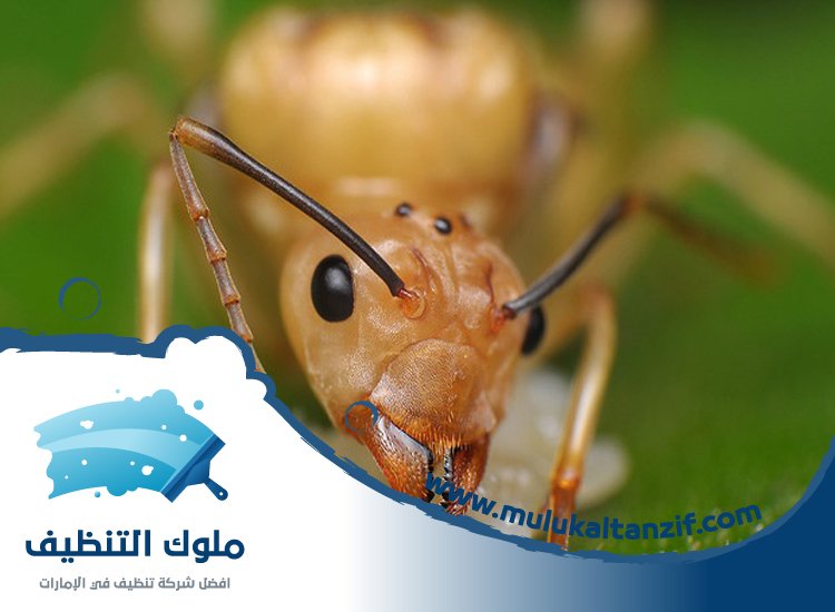 شركة مكافحة الرمة في أبو طينة