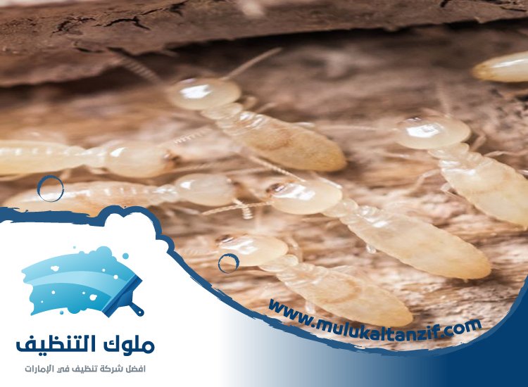 شركة مكافحة الرمة في الخزامية