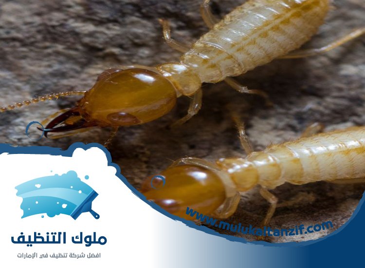 شركة مكافحة الرمة في الخزامية