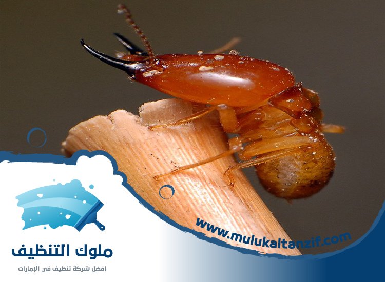 شركة مكافحة الرمة في الفصيل