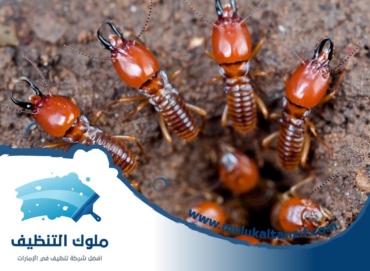 شركة مكافحة الرمة في الخزامية