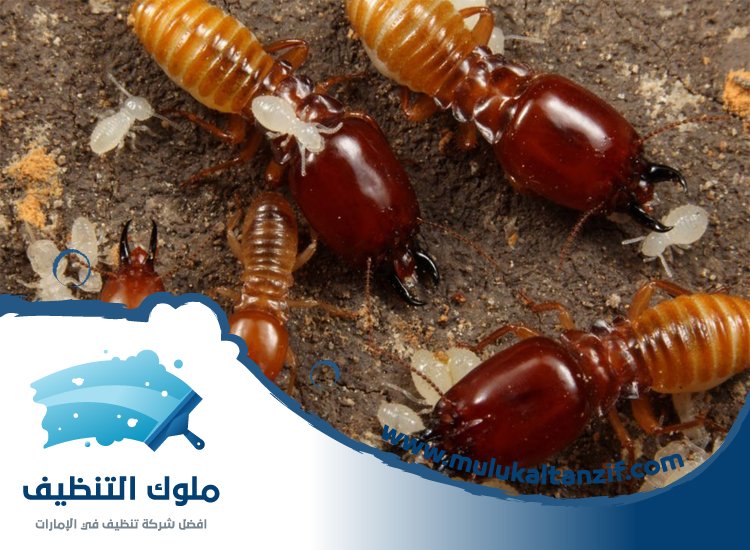 شركة مكافحة الرمة